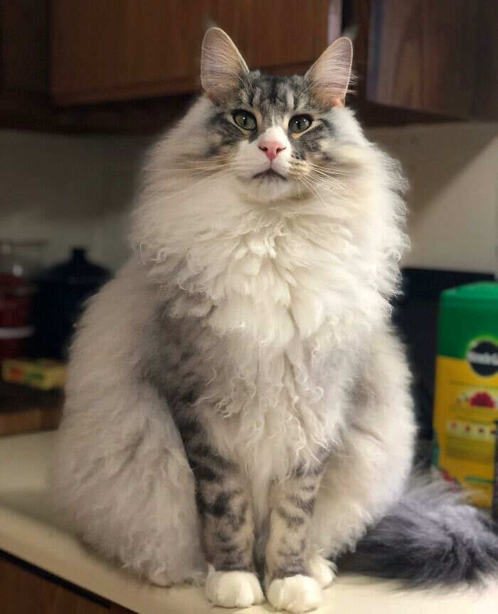 foto gatti pelo lungo soffici foto gatti pelo lungo soffici
