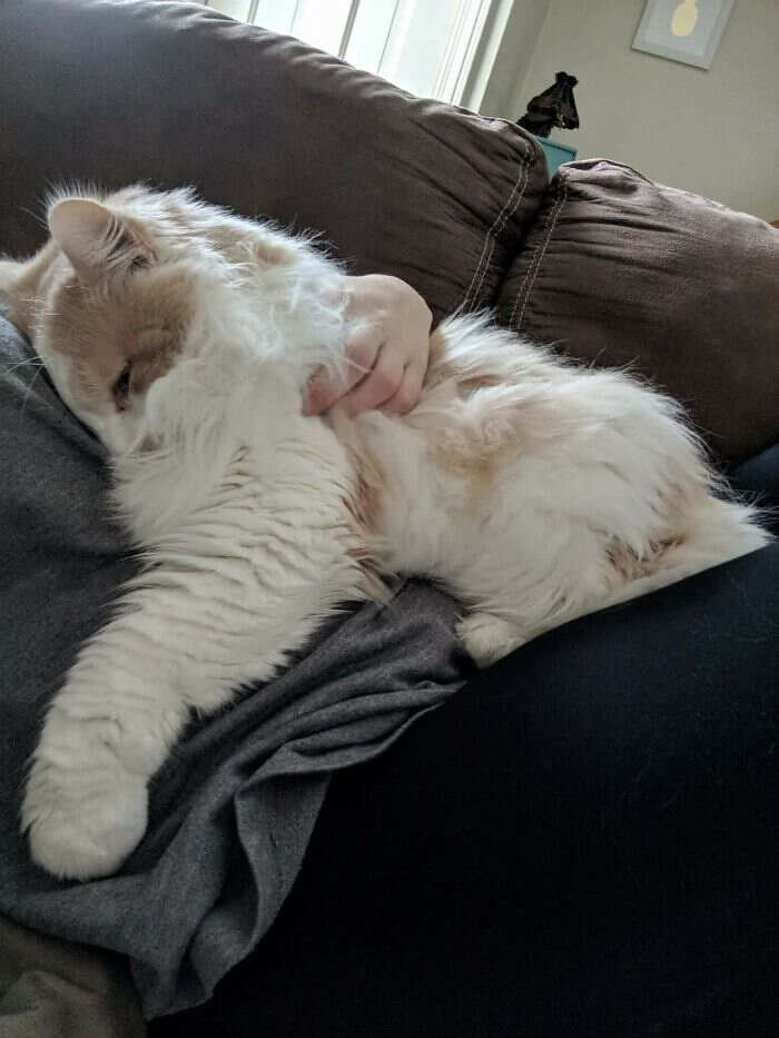foto gatti pelo lungo soffici foto gatti pelo lungo soffici
