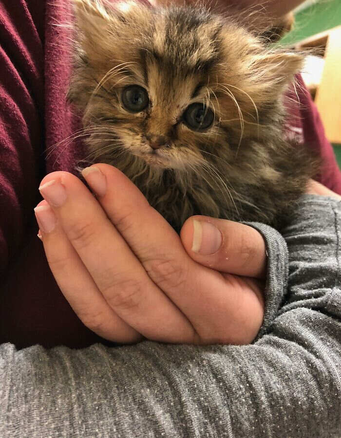 foto gatti pelo lungo soffici foto gatti pelo lungo soffici