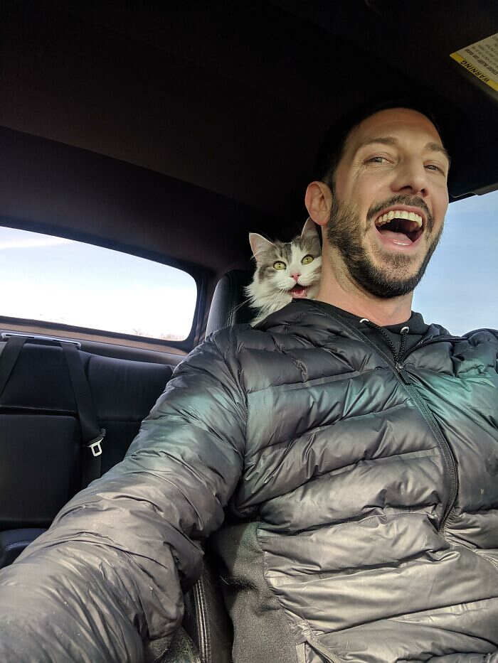 foto gatti pelo lungo soffici foto gatti pelo lungo soffici