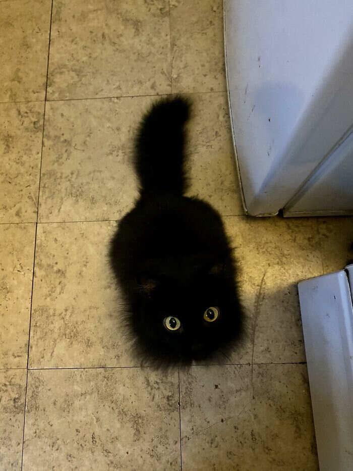 foto gatti pelo lungo soffici foto gatti pelo lungo soffici