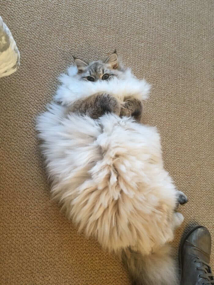 foto gatti pelo lungo soffici foto gatti pelo lungo soffici