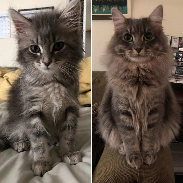 foto gatti pelo lungo soffici foto gatti pelo lungo soffici