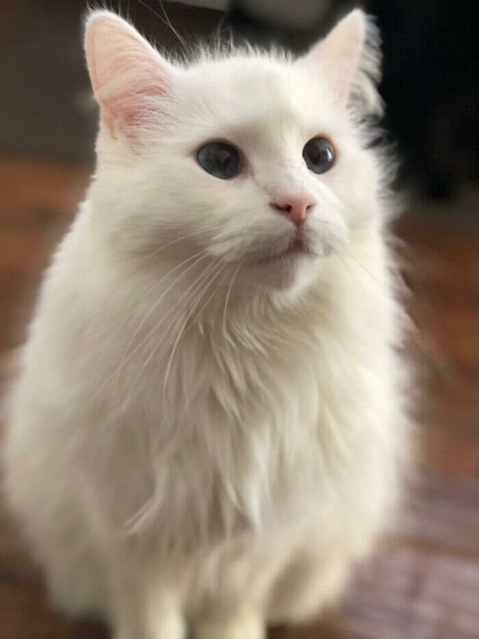 foto gatti pelo lungo soffici foto gatti pelo lungo soffici