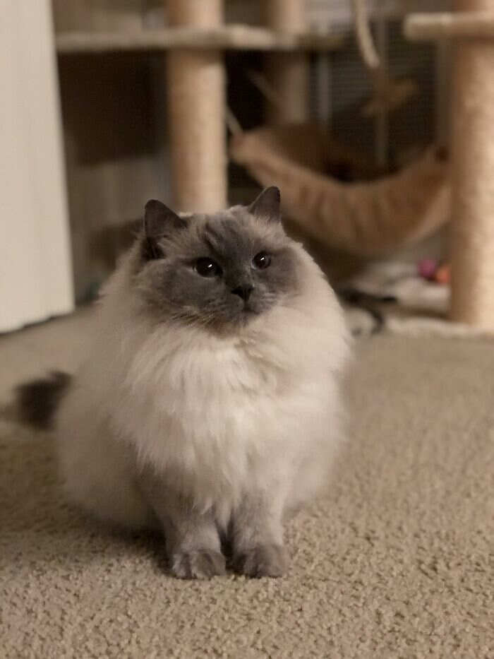foto gatti pelo lungo soffici foto gatti pelo lungo soffici