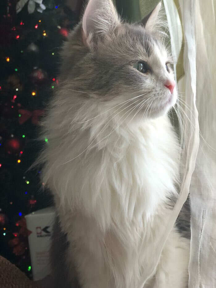 foto gatti pelo lungo soffici foto gatti pelo lungo soffici