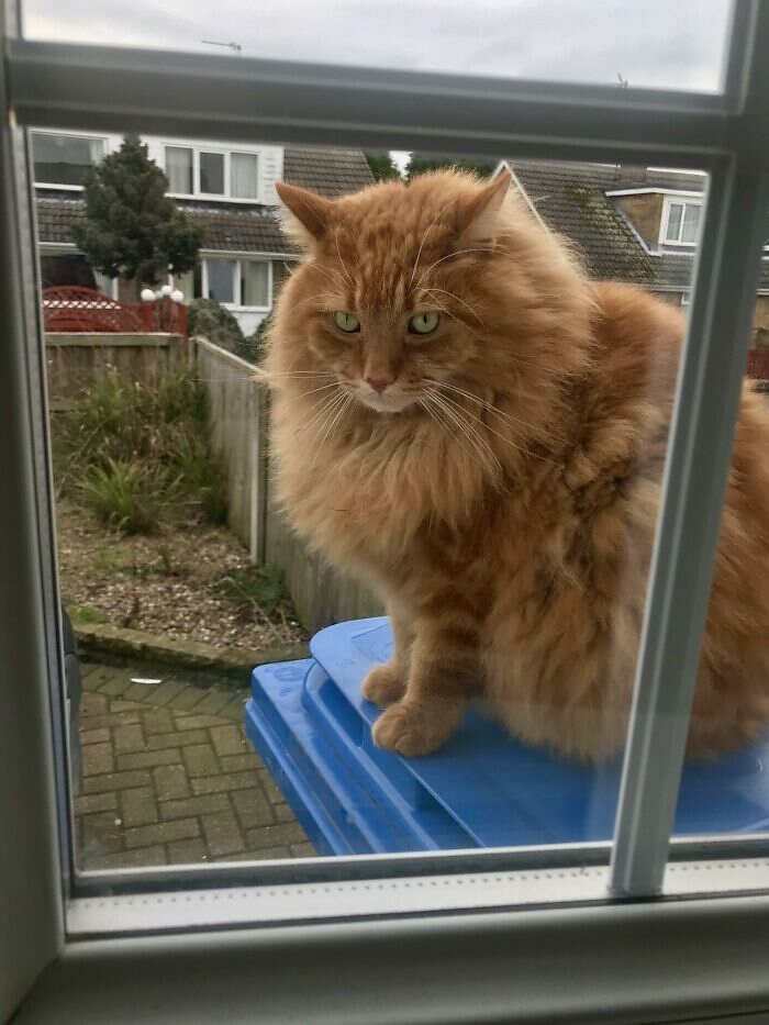 foto gatti pelo lungo soffici foto gatti pelo lungo soffici