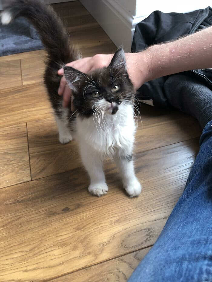 foto gatti pelo lungo soffici foto gatti pelo lungo soffici