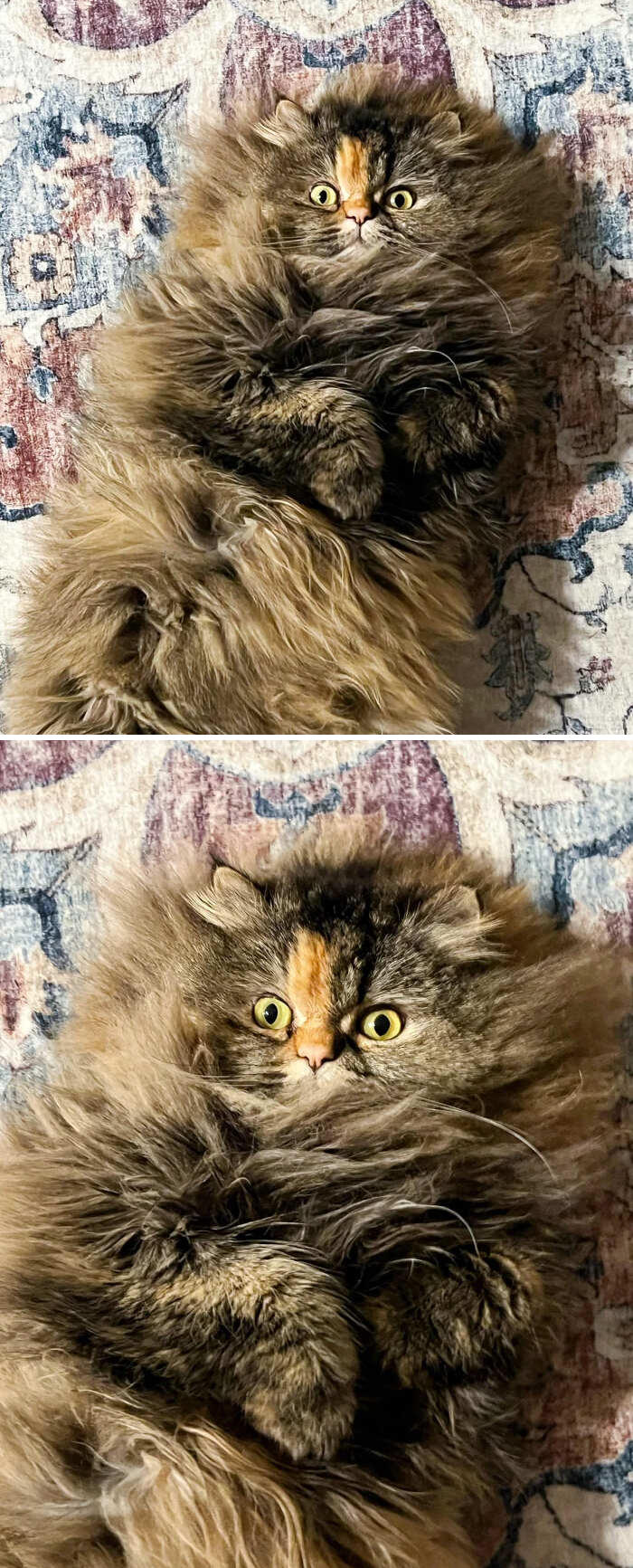 foto gatti pelo lungo soffici foto gatti pelo lungo soffici