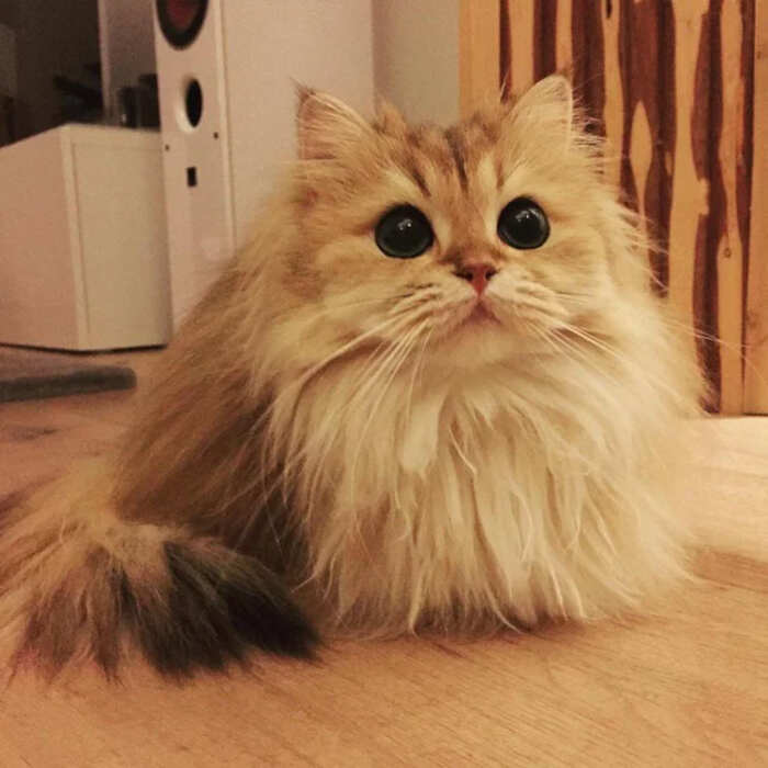 foto gatti pelo lungo soffici foto gatti pelo lungo soffici