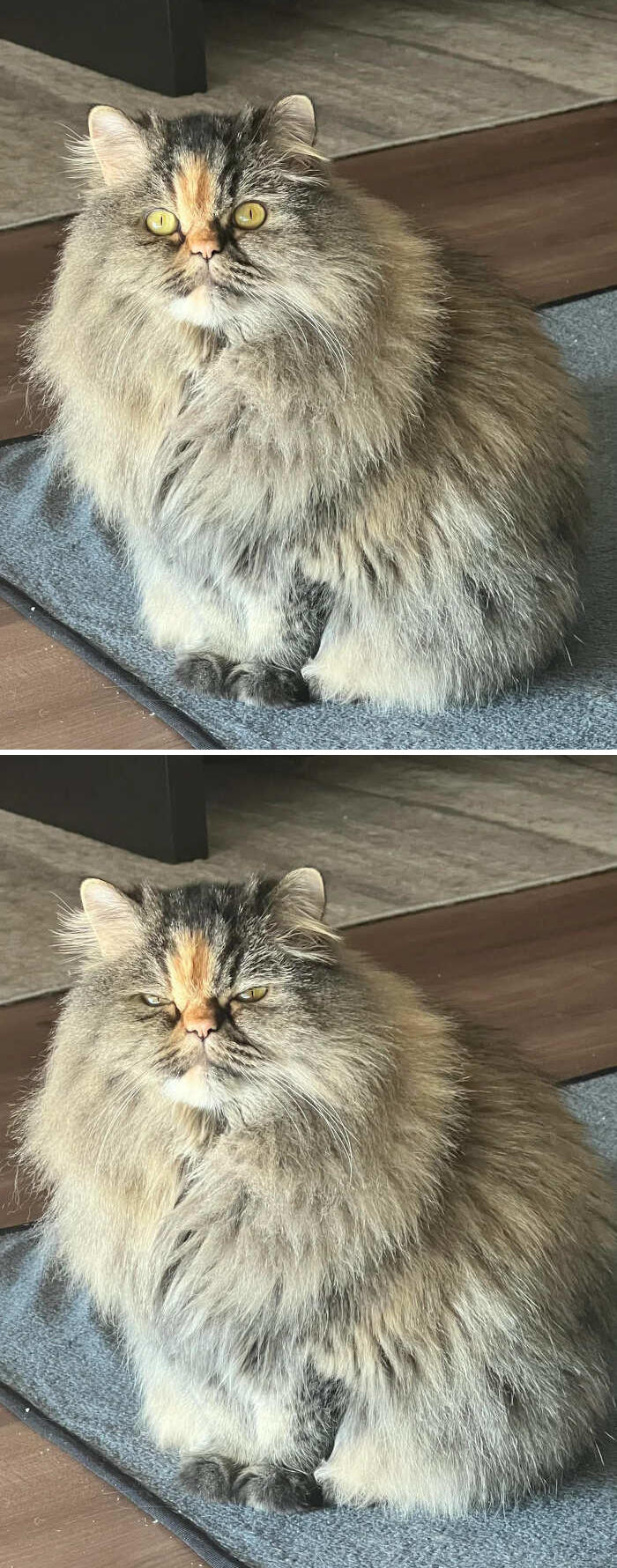 foto gatti pelo lungo soffici foto gatti pelo lungo soffici