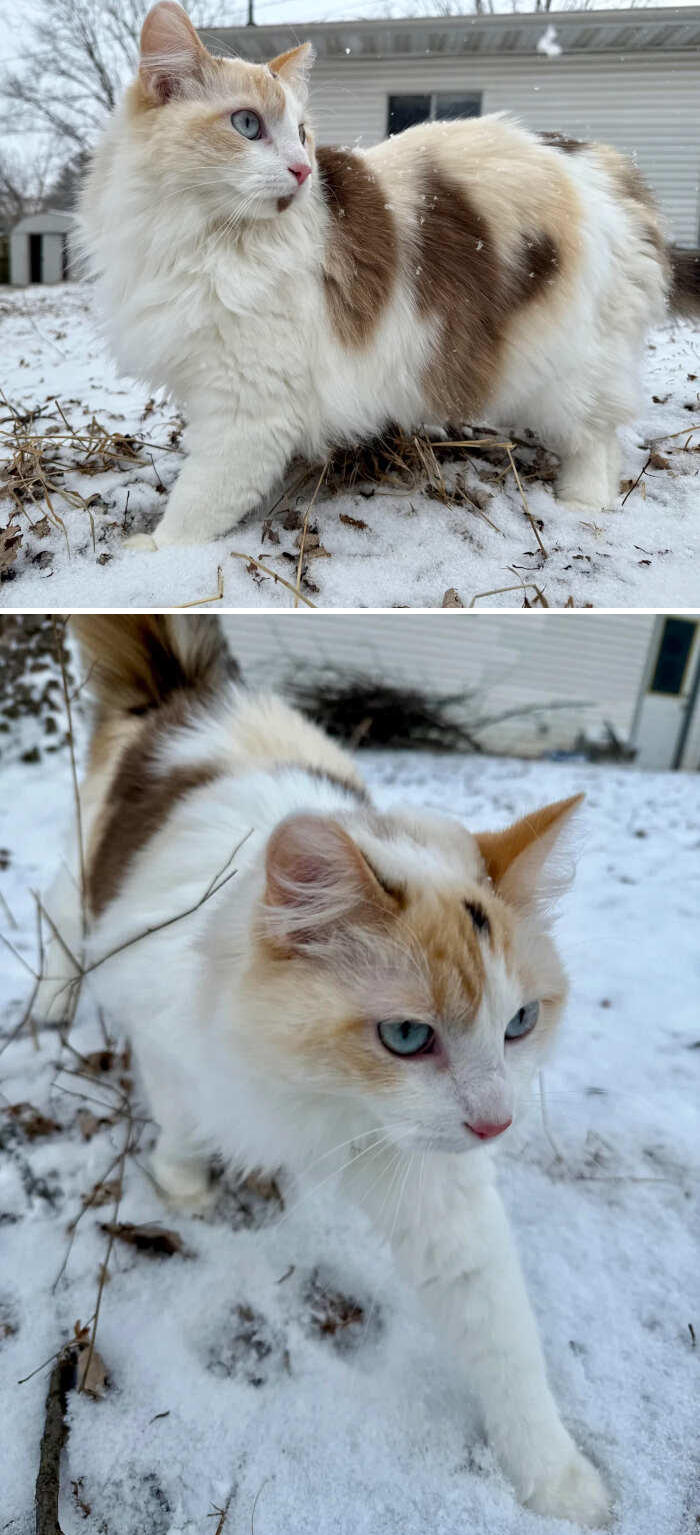 foto gatti pelo lungo soffici foto gatti pelo lungo soffici