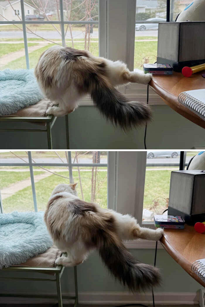 foto gatti pelo lungo soffici foto gatti pelo lungo soffici