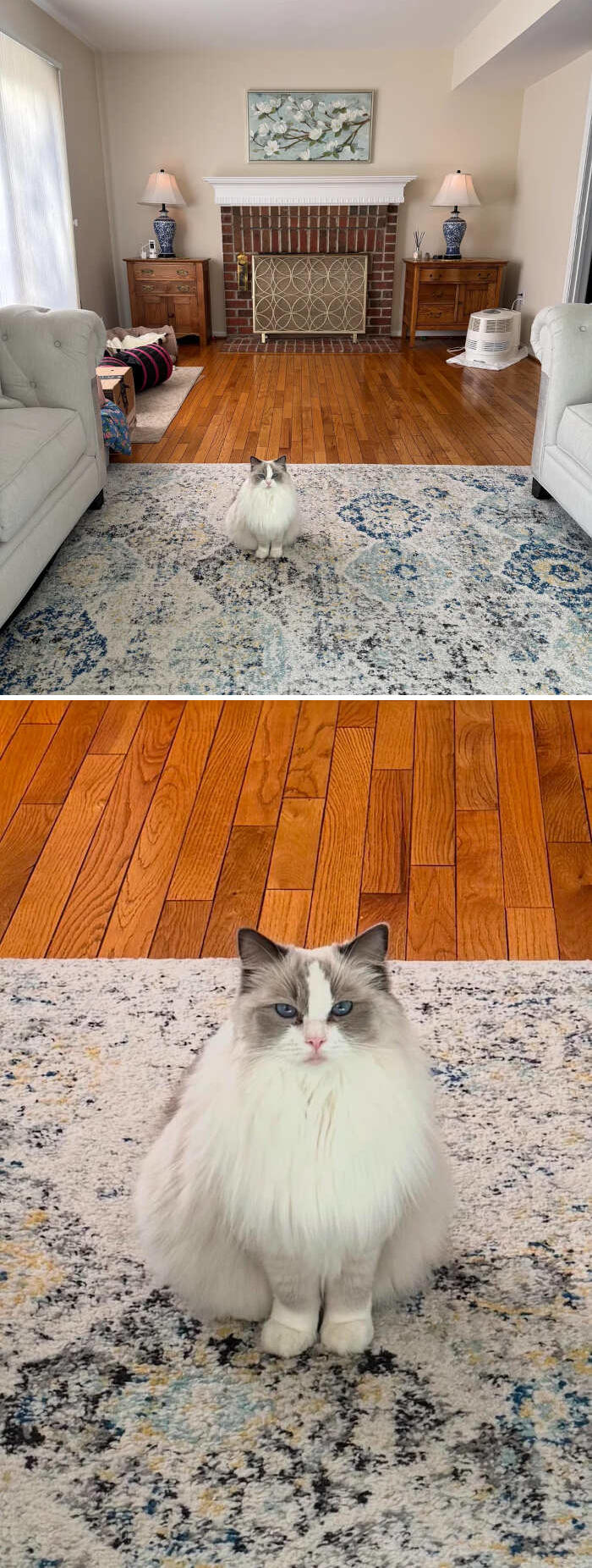 foto gatti pelo lungo soffici foto gatti pelo lungo soffici