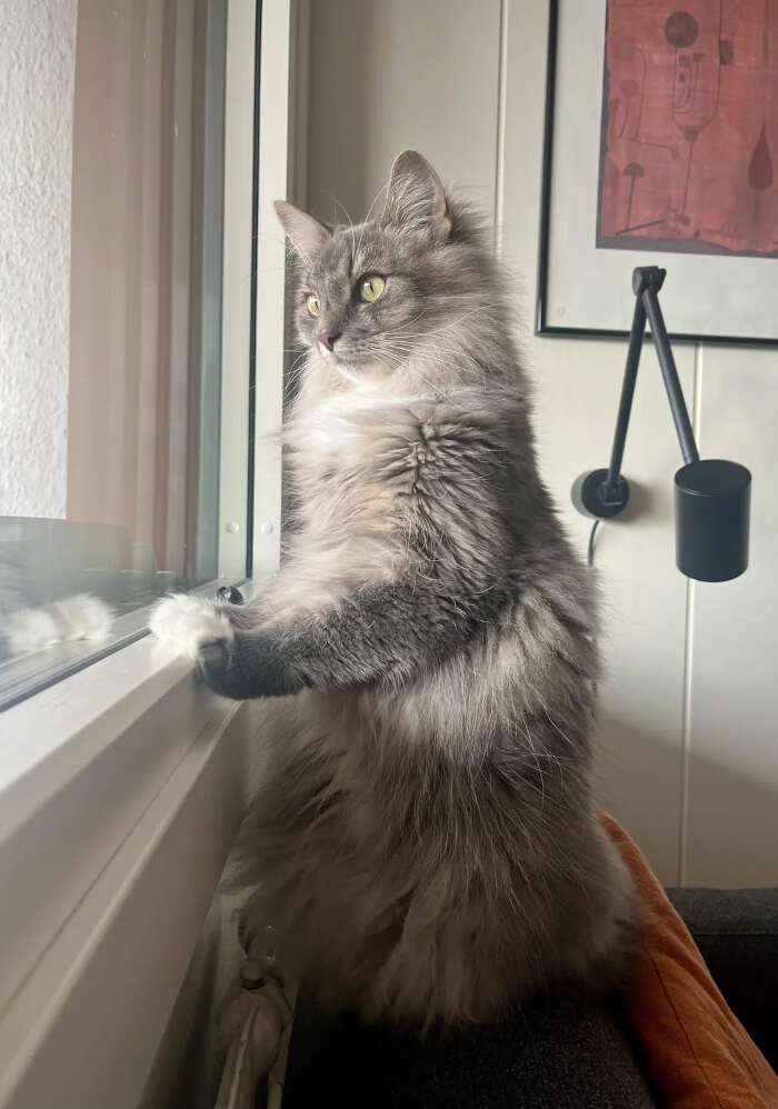foto gatti pelo lungo soffici foto gatti pelo lungo soffici