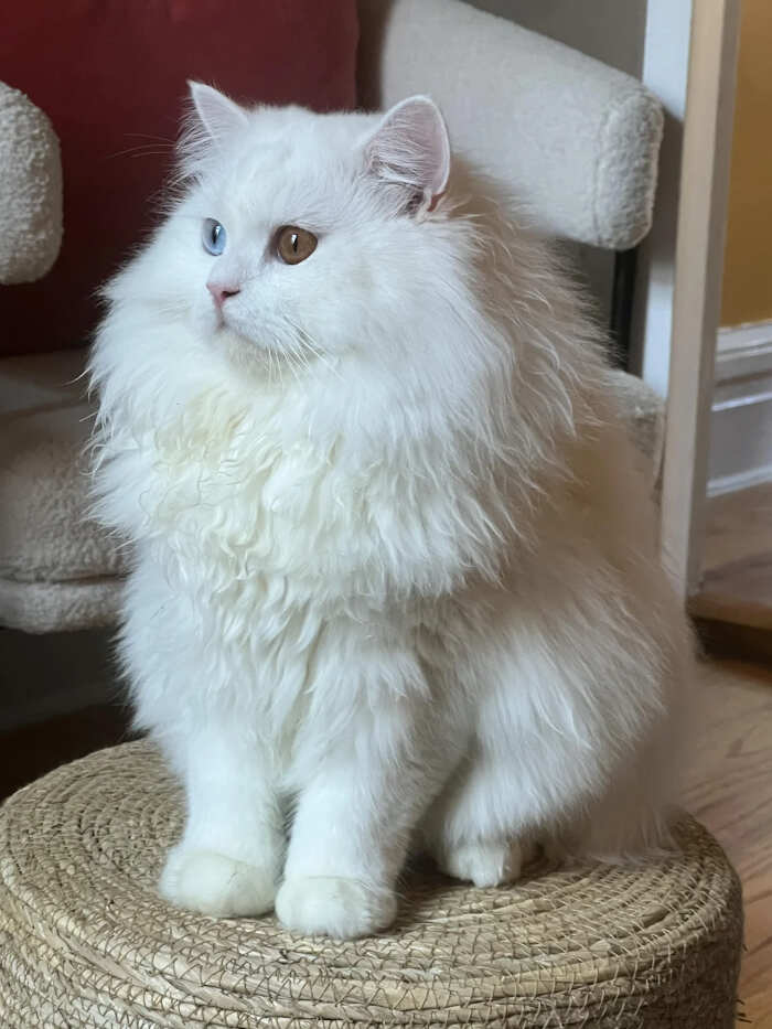 foto gatti pelo lungo soffici foto gatti pelo lungo soffici