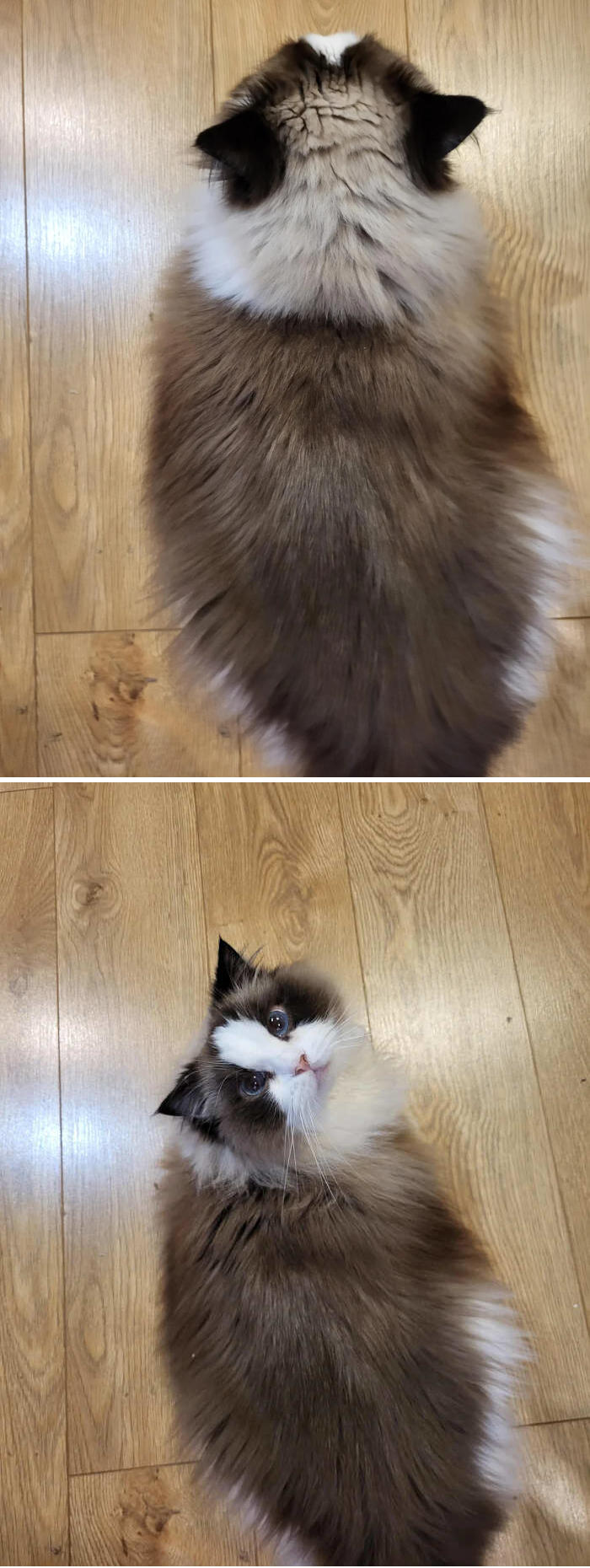 foto gatti pelo lungo soffici foto gatti pelo lungo soffici