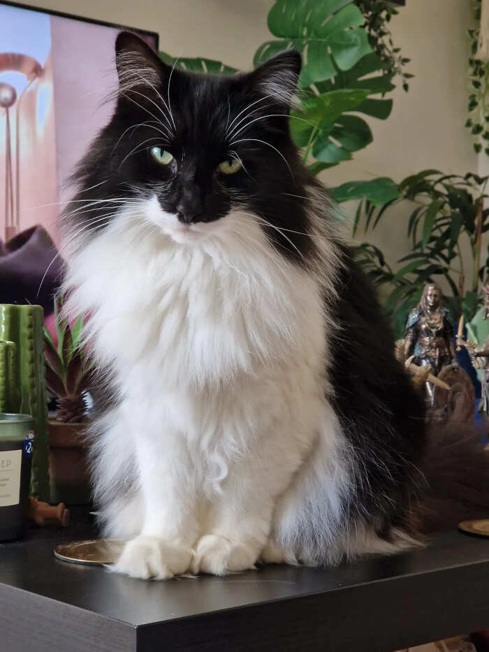 foto gatti pelo lungo soffici foto gatti pelo lungo soffici