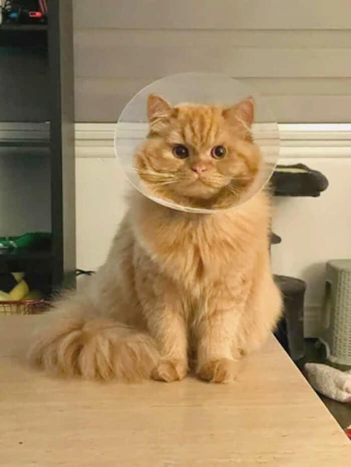 foto gatti pelo lungo soffici foto gatti pelo lungo soffici