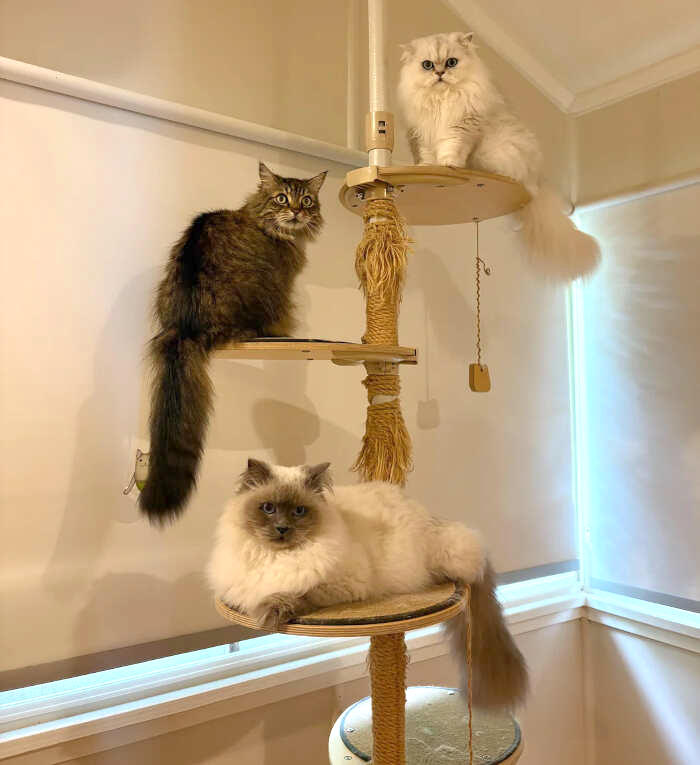 foto gatti pelo lungo soffici foto gatti pelo lungo soffici