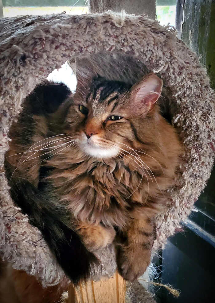 foto gatti pelo lungo soffici foto gatti pelo lungo soffici
