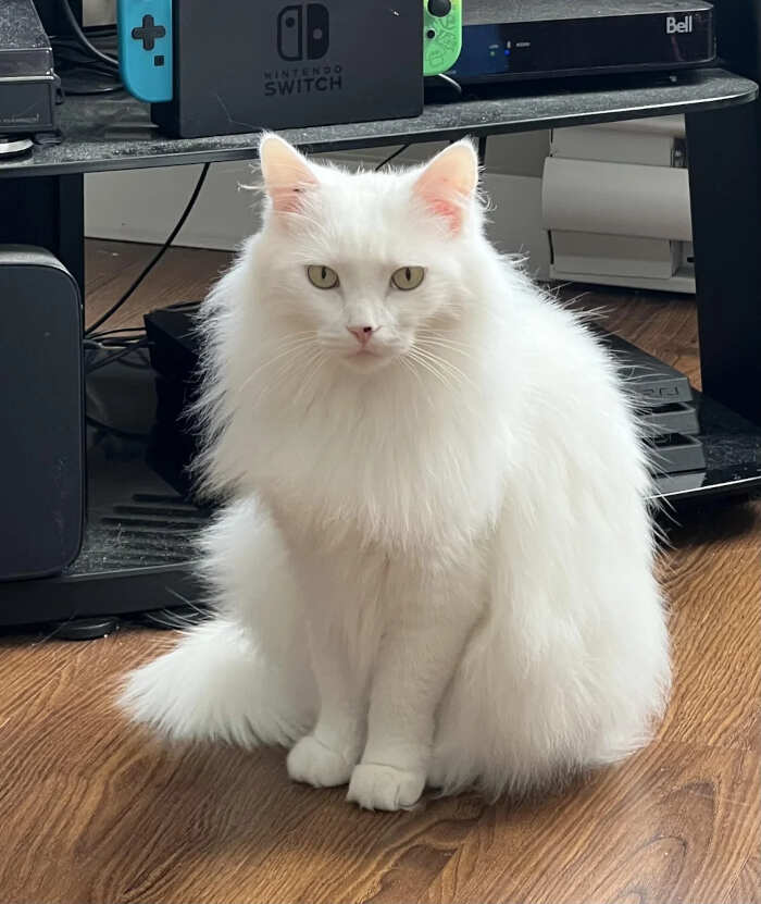 foto gatti pelo lungo soffici foto gatti pelo lungo soffici