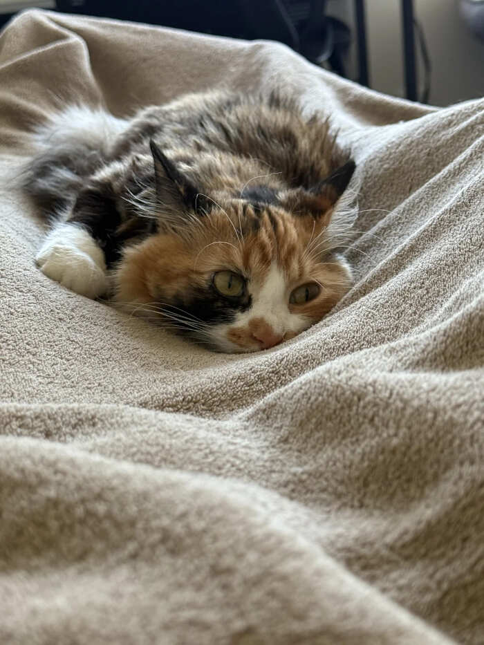 foto gatti pelo lungo soffici foto gatti pelo lungo soffici