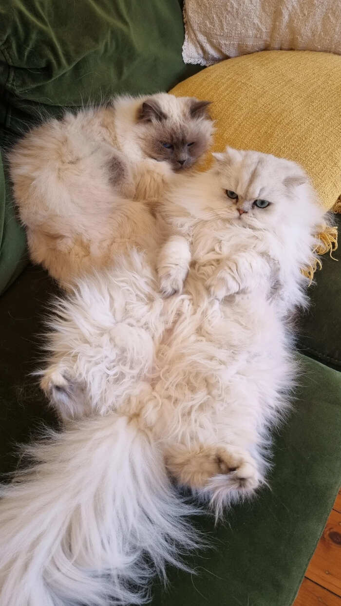 foto gatti pelo lungo soffici foto gatti pelo lungo soffici