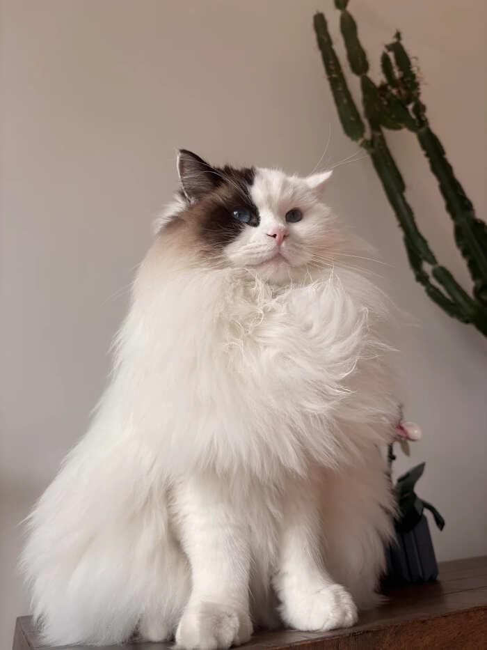 foto gatti pelo lungo soffici foto gatti pelo lungo soffici