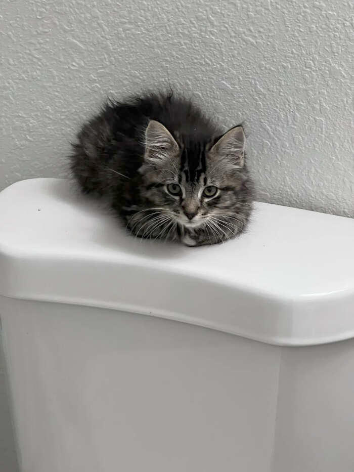 foto gatti pelo lungo soffici foto gatti pelo lungo soffici