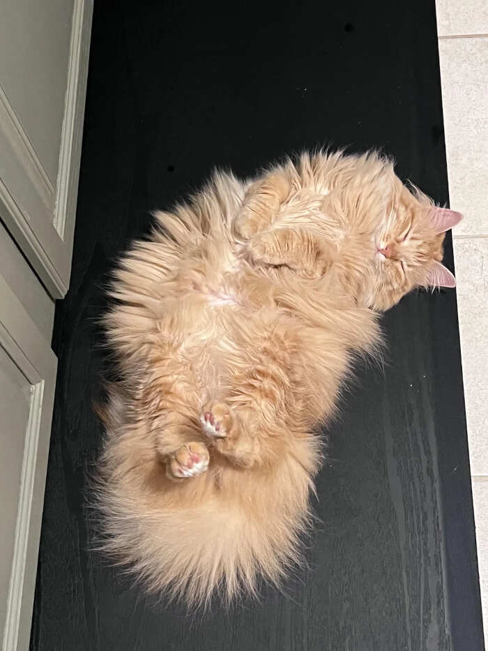 foto gatti pelo lungo soffici foto gatti pelo lungo soffici