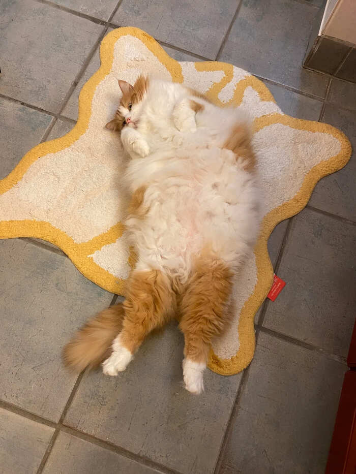 foto gatti pelo lungo soffici foto gatti pelo lungo soffici
