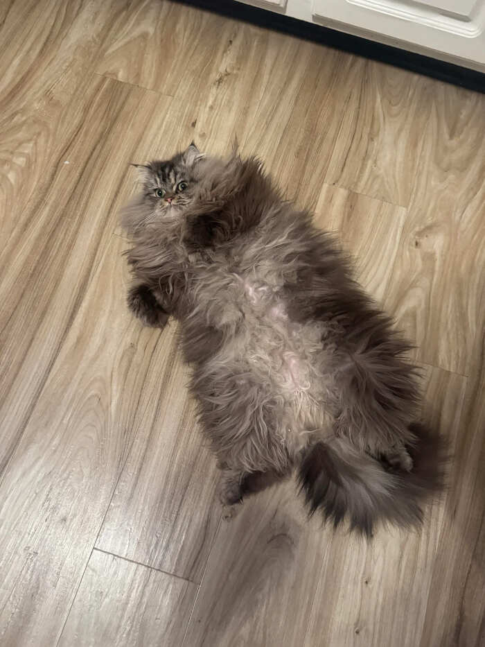 foto gatti pelo lungo soffici foto gatti pelo lungo soffici