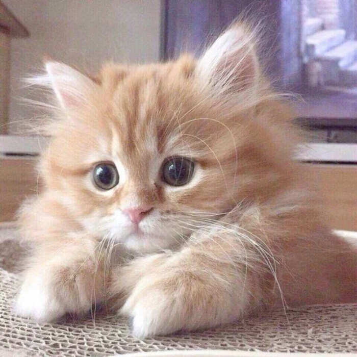 foto gatti pelo lungo soffici foto gatti pelo lungo soffici