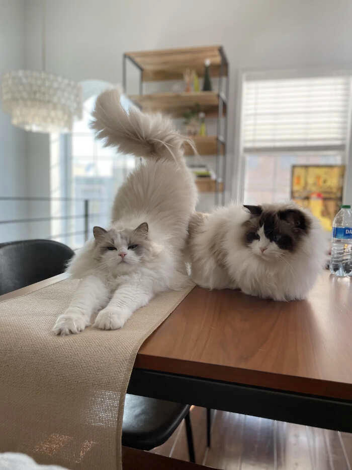 foto gatti pelo lungo soffici foto gatti pelo lungo soffici