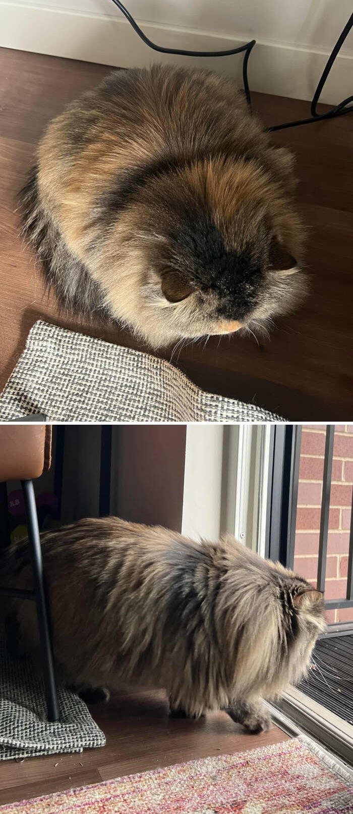 foto gatti pelo lungo soffici foto gatti pelo lungo soffici