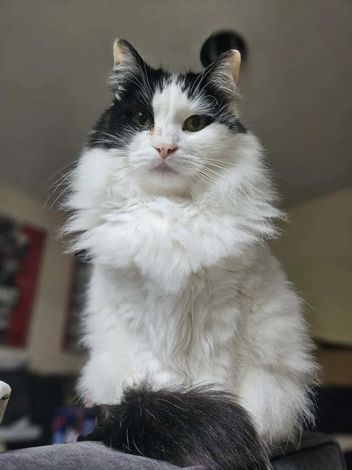 foto gatti pelo lungo soffici foto gatti pelo lungo soffici