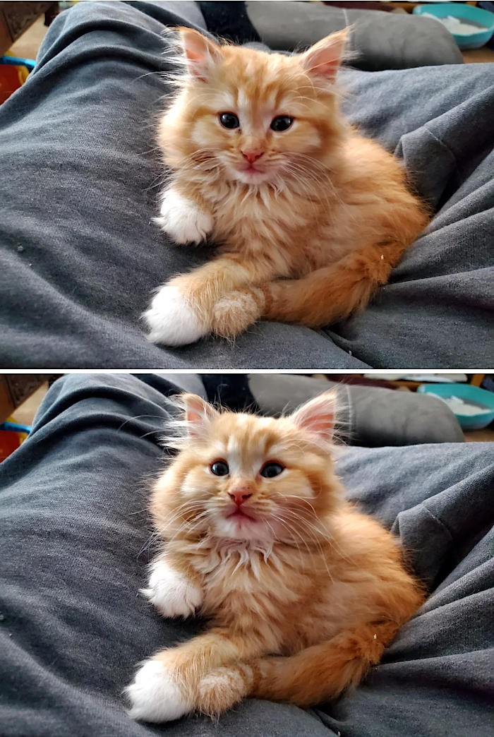 foto gatti pelo lungo soffici foto gatti pelo lungo soffici