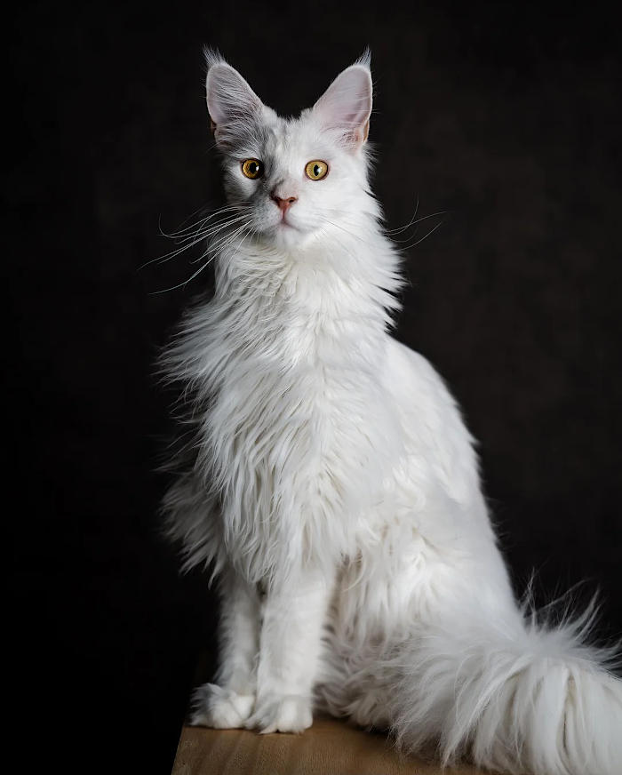 foto gatti pelo lungo soffici foto gatti pelo lungo soffici
