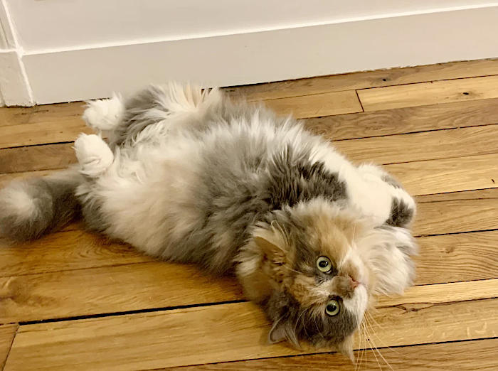 foto gatti pelo lungo soffici foto gatti pelo lungo soffici