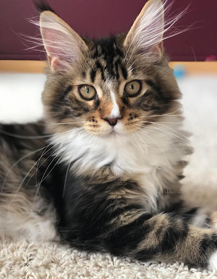 foto gatti pelo lungo soffici foto gatti pelo lungo soffici
