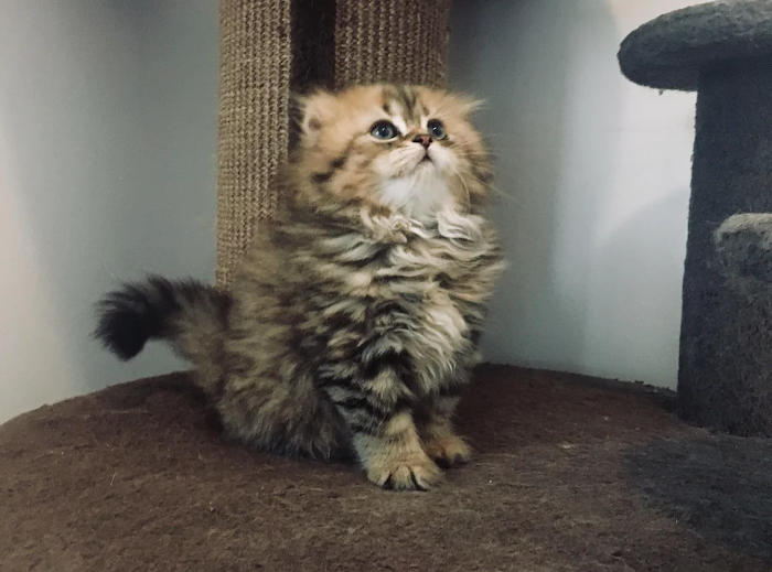 foto gatti pelo lungo soffici foto gatti pelo lungo soffici
