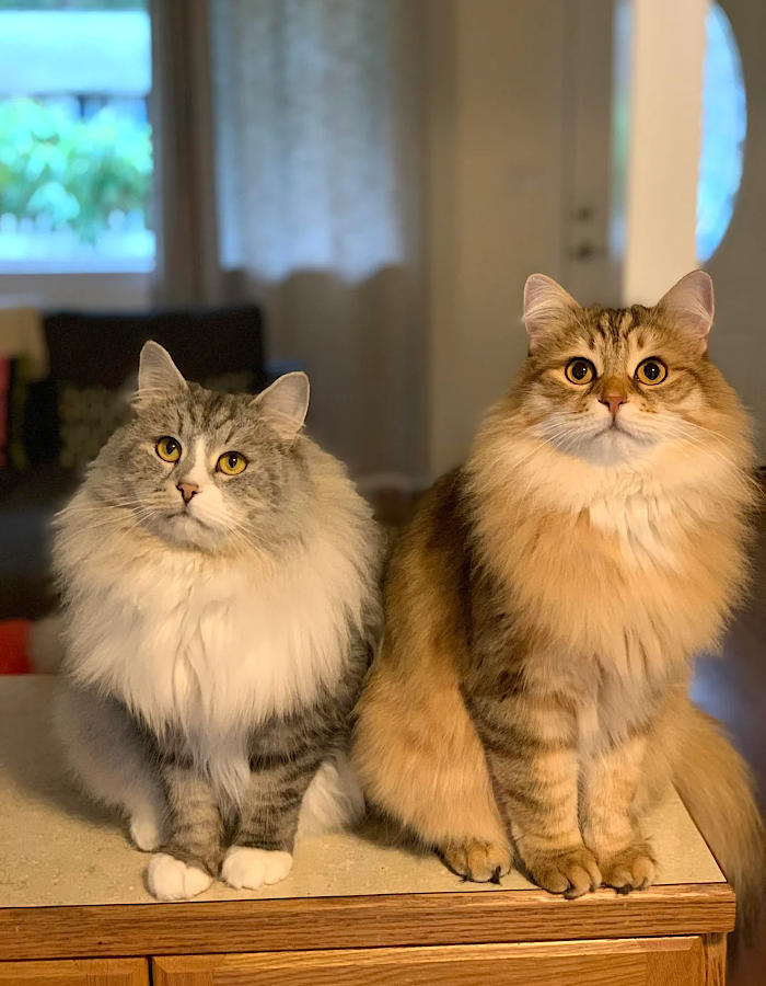 foto gatti pelo lungo soffici foto gatti pelo lungo soffici