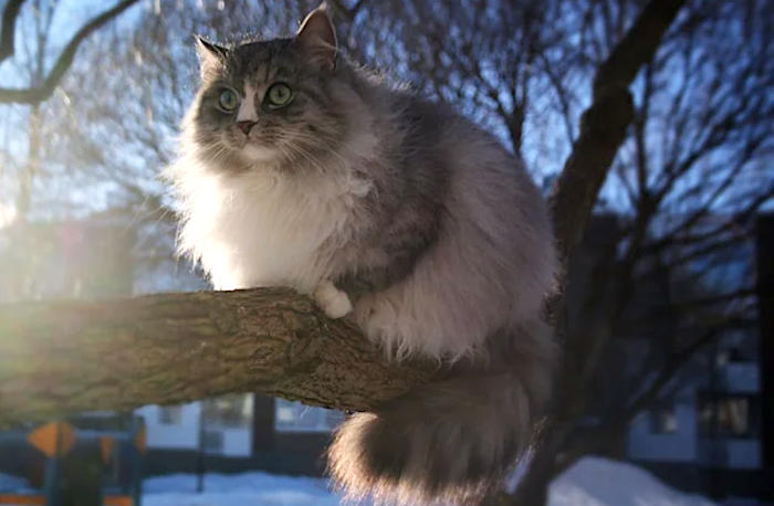 foto gatti pelo lungo soffici foto gatti pelo lungo soffici