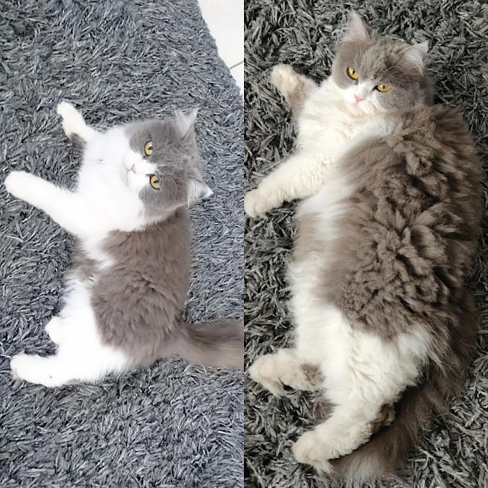foto gatti pelo lungo soffici foto gatti pelo lungo soffici