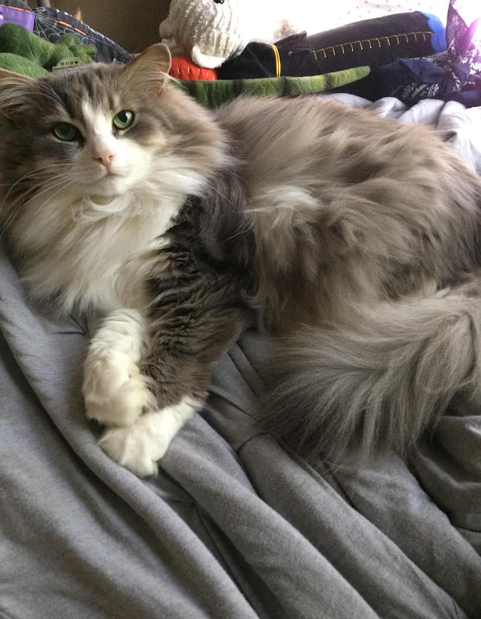 foto gatti pelo lungo soffici foto gatti pelo lungo soffici