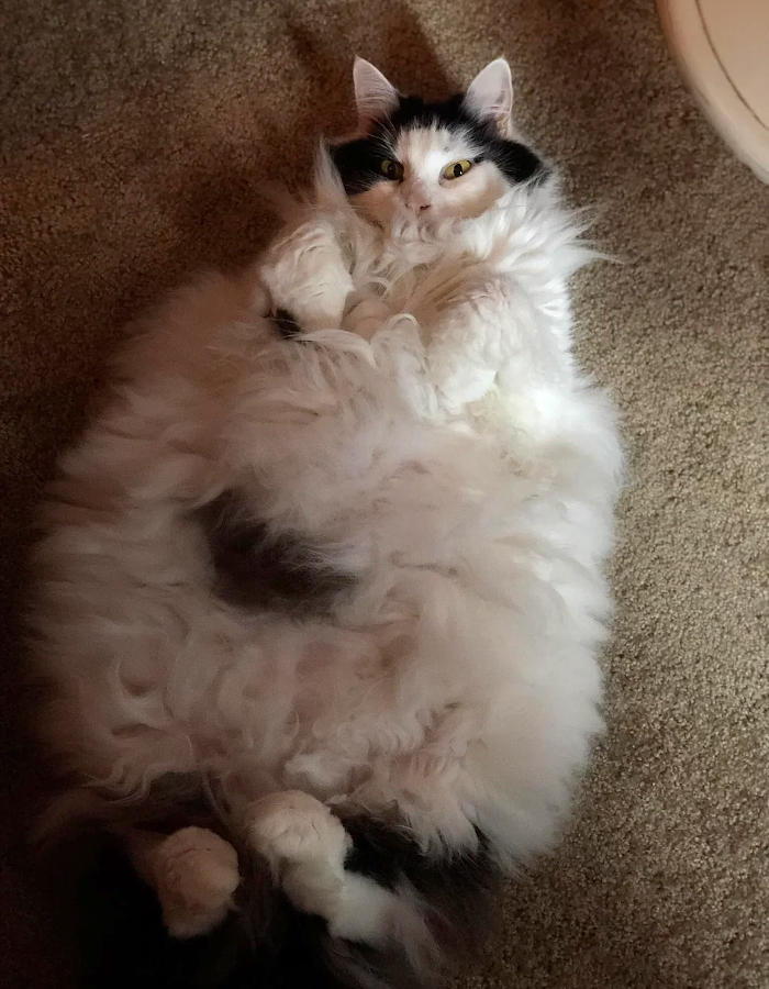 foto gatti pelo lungo soffici foto gatti pelo lungo soffici
