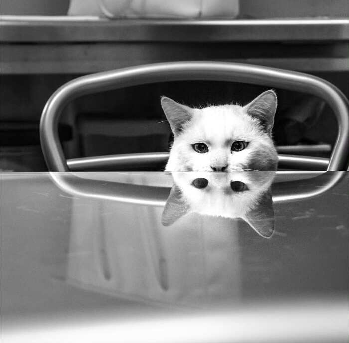 opere d'arte celebrano gatti opere d'arte celebrano gatti