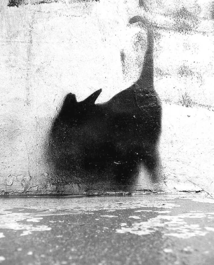 opere d'arte celebrano gatti opere d'arte celebrano gatti