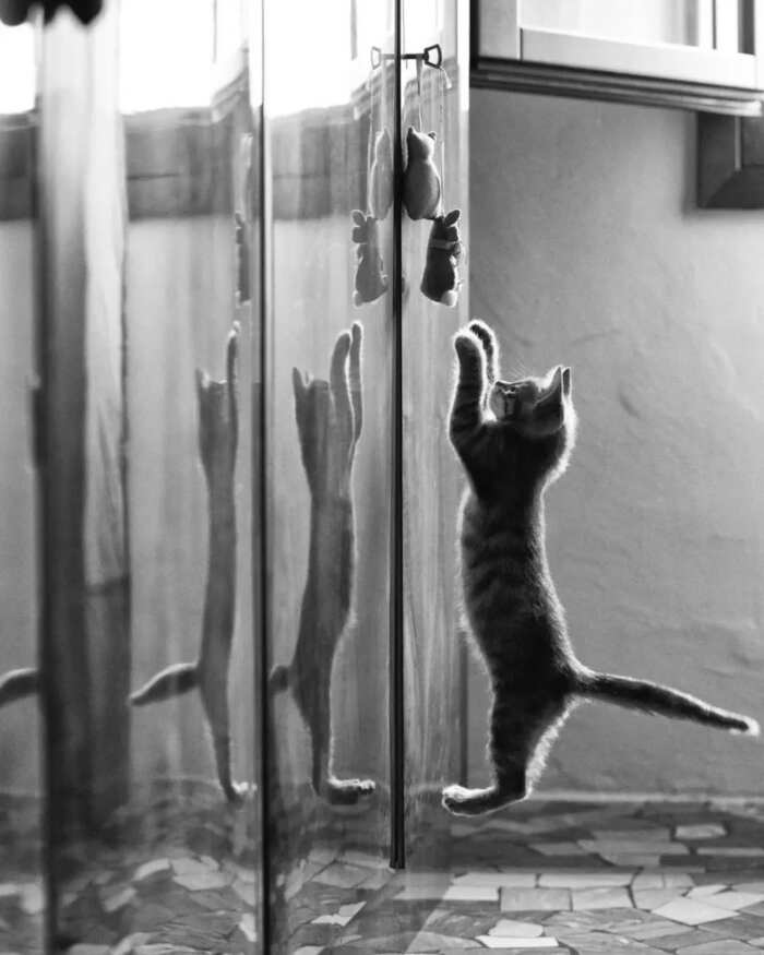 opere d'arte celebrano gatti opere d'arte celebrano gatti